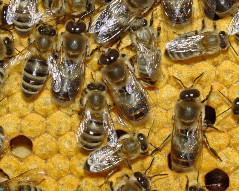 Bienen 35b Detail