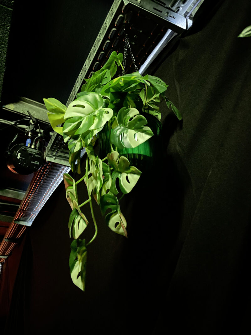 Eine Pflanze im Grün & Gold in Heidelberg